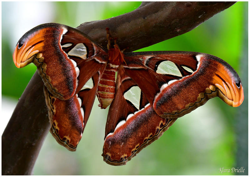 Attacus Atlas Pattern Attacus atlas by KlaraDrielle on DeviantArt