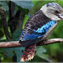 Blue winged kookaburra