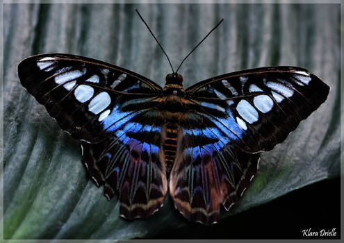 Beautiful butterfly