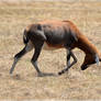 Angry blesbok