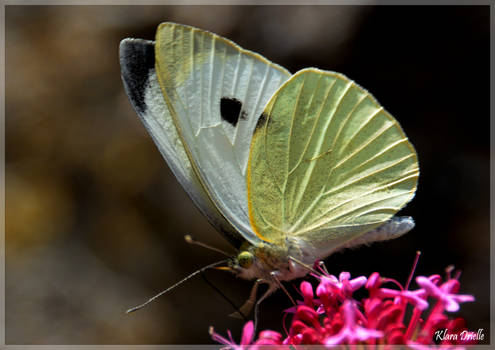 Petit papillon