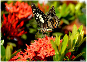 Garden in thailand