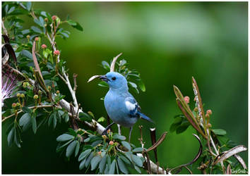 Blue bird of Ecuador