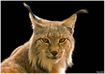 Iberian lynx by KlaraDrielle