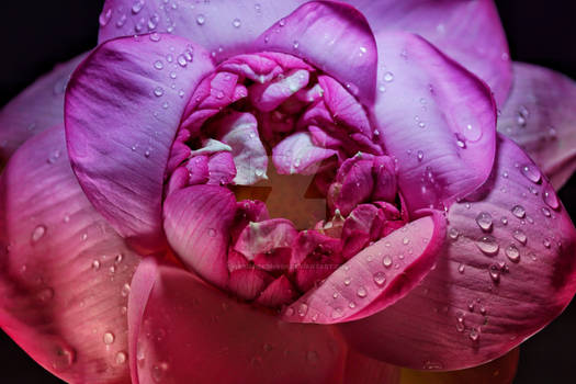Lotus in rain
