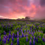 Lupins in the sunrise