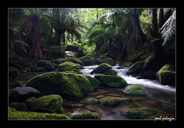 Rainforest water by paulmp