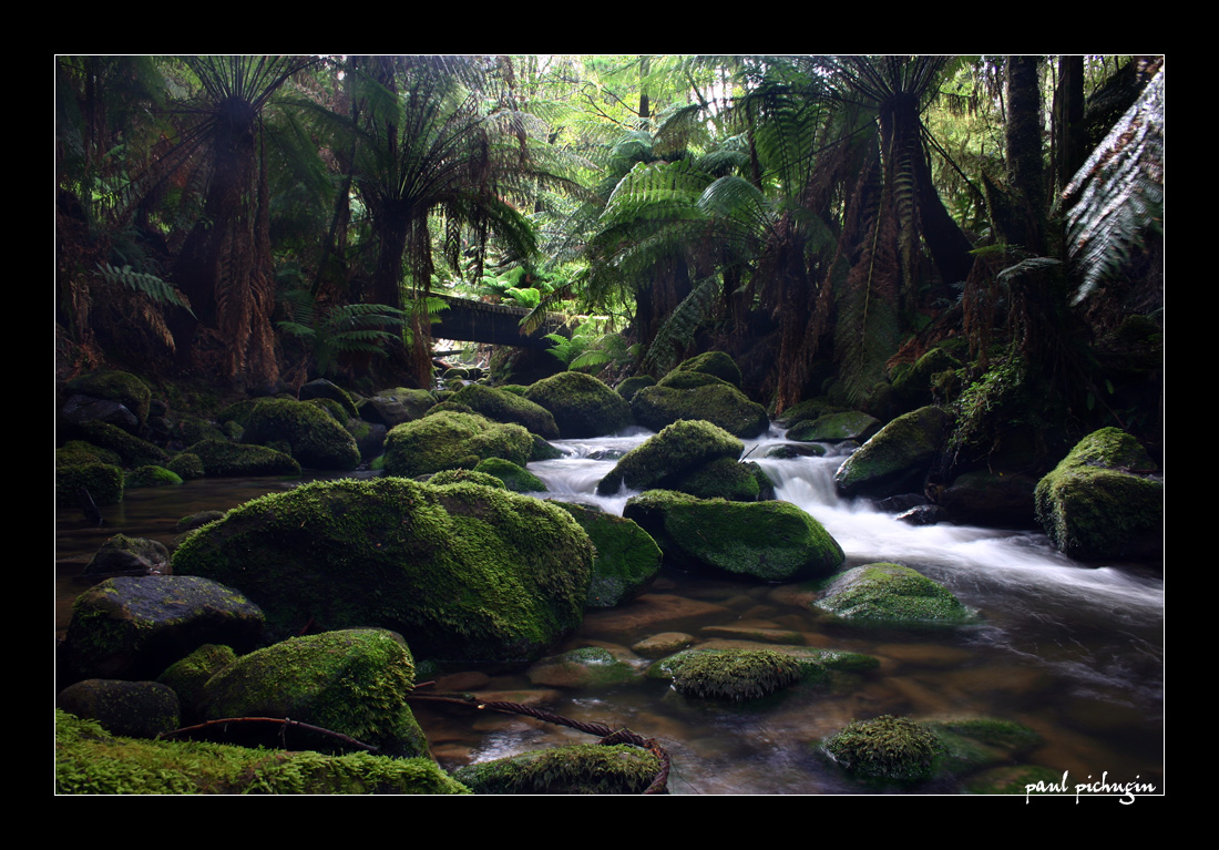 Rainforest water