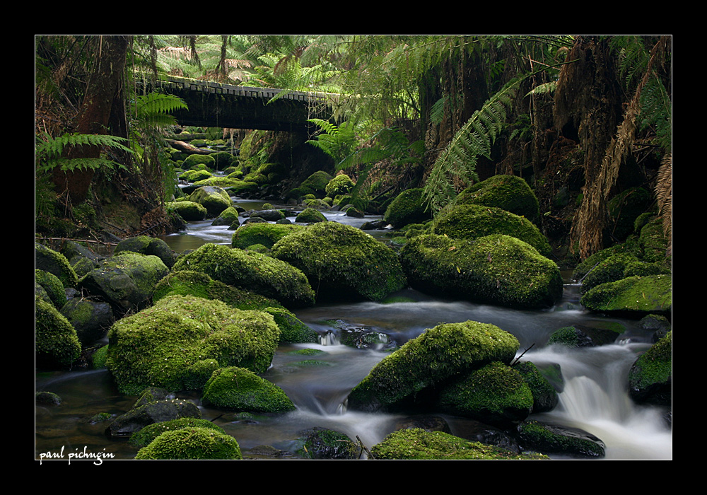 Rainforest water III