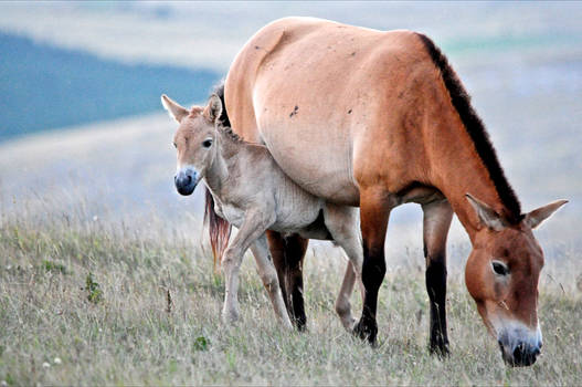 Takhi: mom and baby