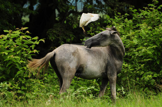 The Horse and the Bird