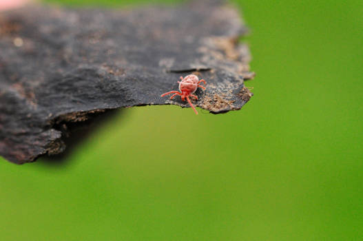 Red Velvet Mite