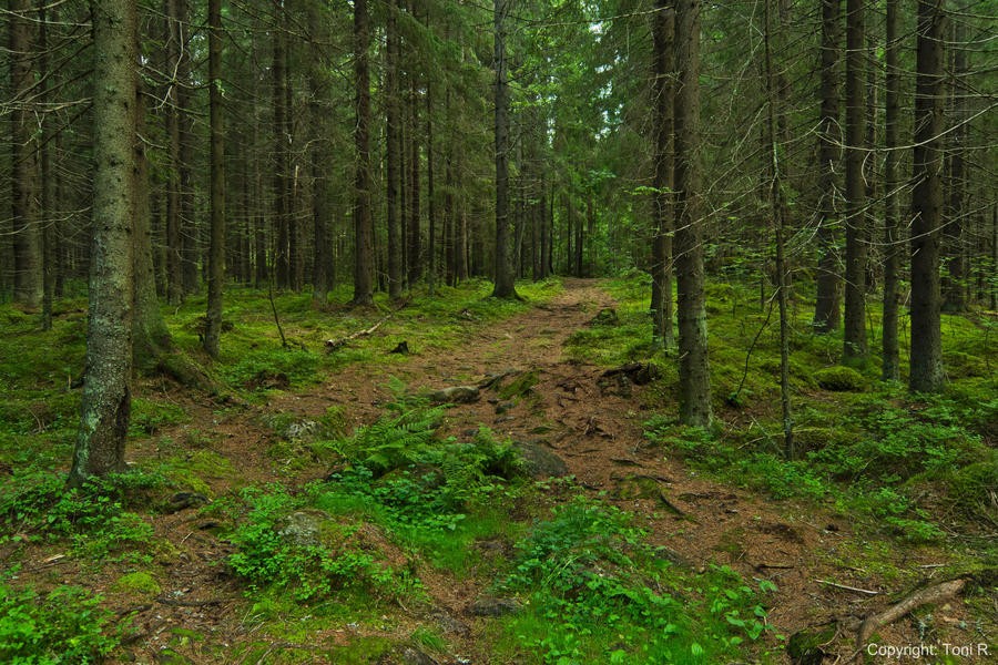 Finnish Forest