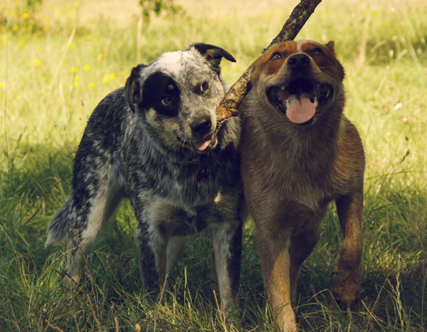 Ruby and Jax