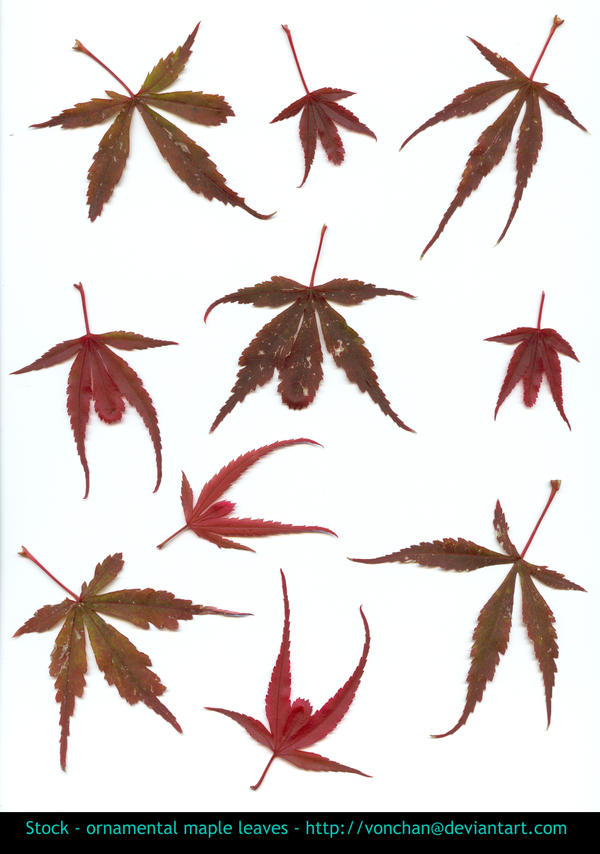 .:stock - ornamental maple 2:.