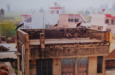 Peacocks on rooftop