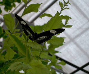 The Butterfly House