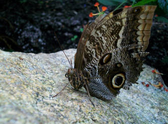 Butterfly House