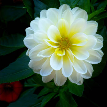 Dahlia 2