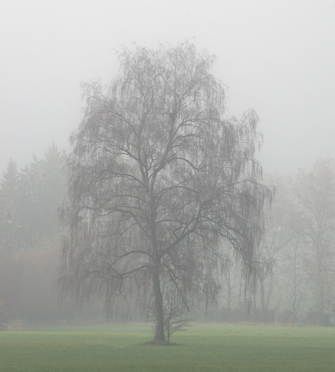 foggy tree jm6555