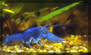 Blue Freshwater crustacean jm4388