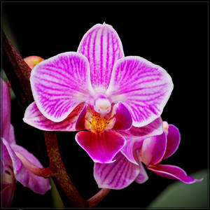 phalaenopsis jm2510