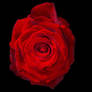 Red Rose_jm2464