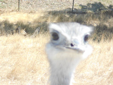 Ostrich