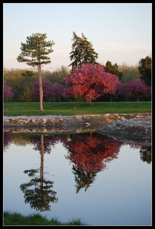 A Springtime Reflection Springtime Reflections II by aquamyu on DeviantArt