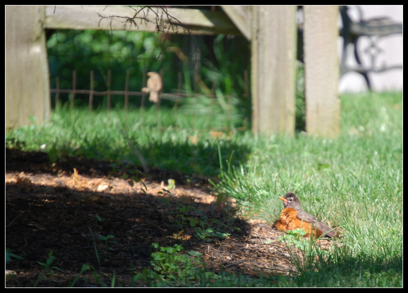 Poofy Robin by aquamyu on DeviantArt