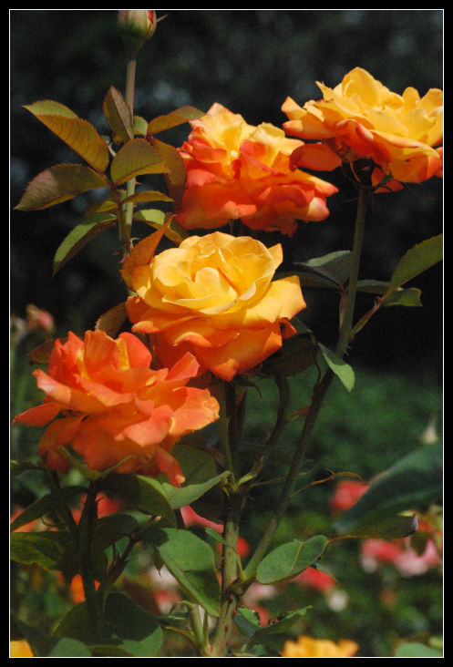 Sunset Roses by aquamyu on DeviantArt