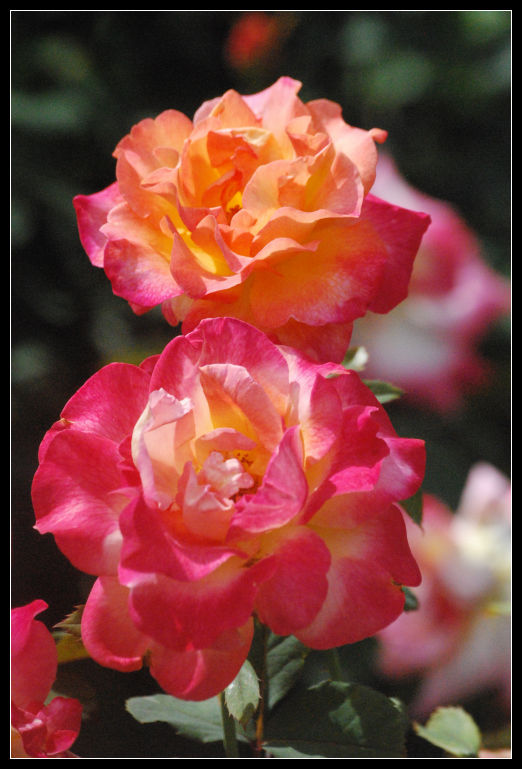 Sunset Colored Roses by aquamyu on DeviantArt