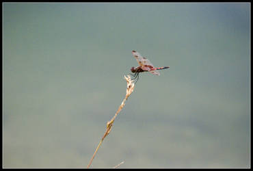 Resting Dragonfly III