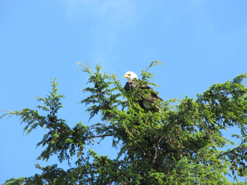 Bald Eagle 1