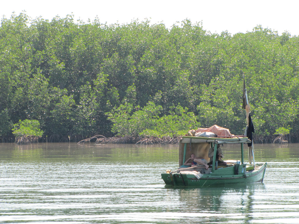 Pecheur and mangrove