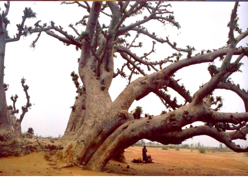 baobab