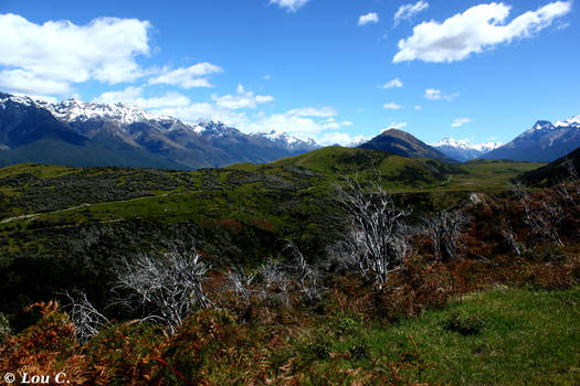 Whites trees