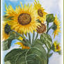 Sunflower study in watercolour