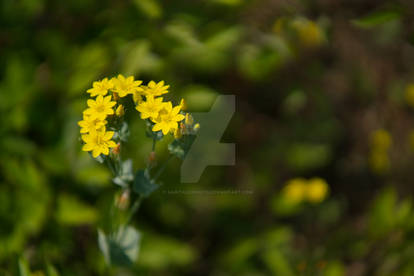 Yellow Wild Flowers