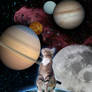 Space Cat!