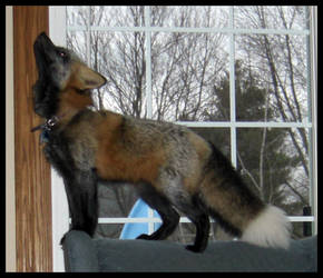Pet Fox -- I Could Climb That