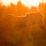 Zebra at Sunset