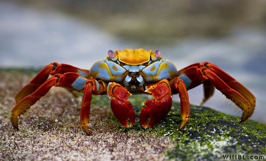 Sally Lightfoot Crab