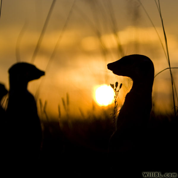 Silhouetted Meerkats