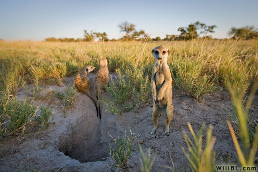 Meerkats