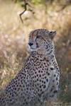 Cheetah Portrait by willbl