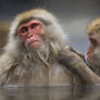 Grooming Japanese Macaques