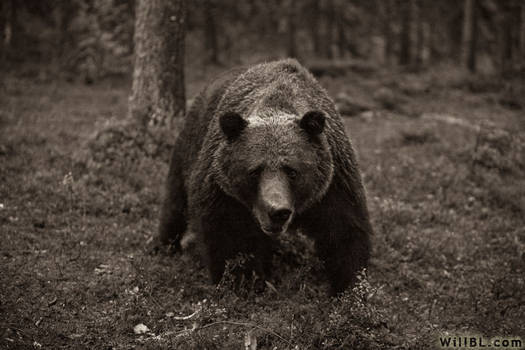 European Brown Bear