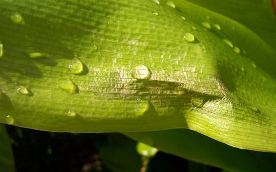 Leaf it there