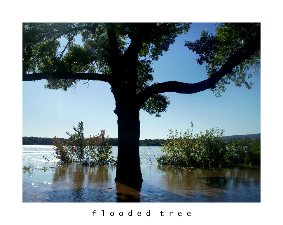 flooded tree